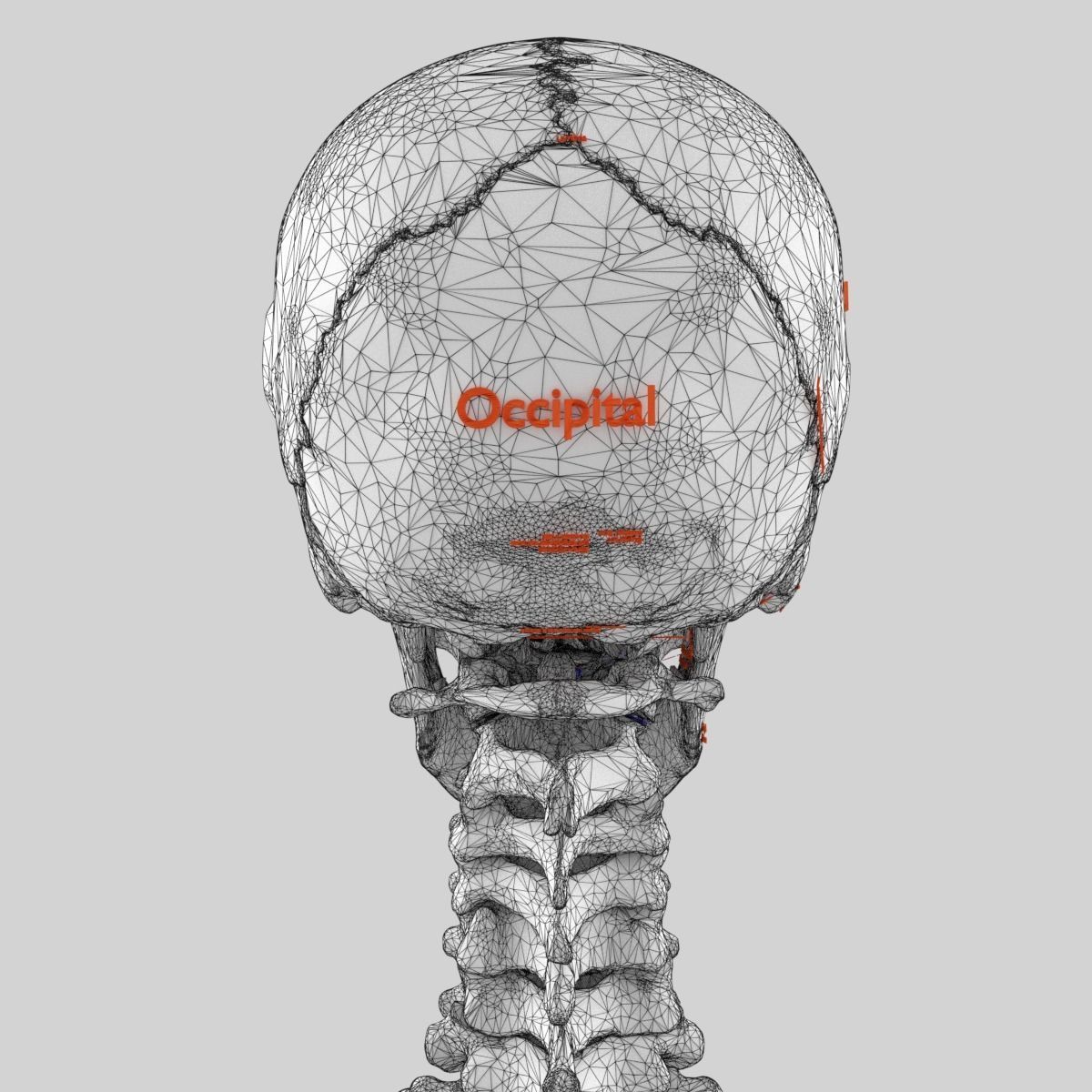 Human skeleton set complete separable labelled bone names parts 3D model_66