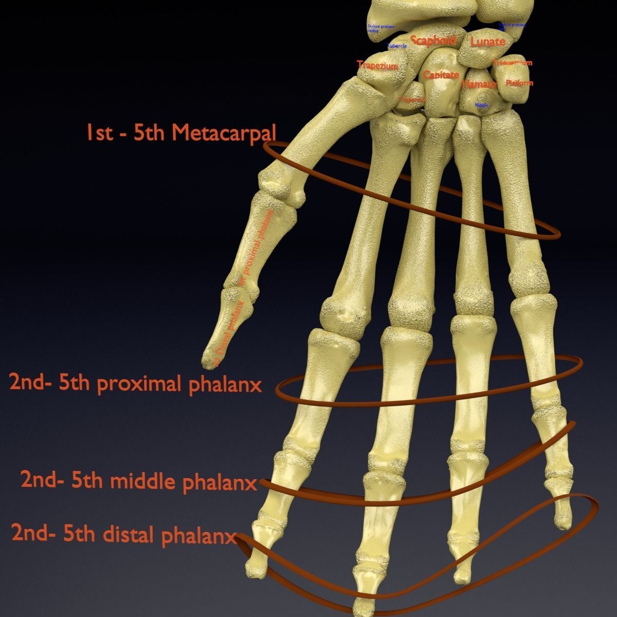 Human skeleton set complete separable labelled bone names parts 3D model_49