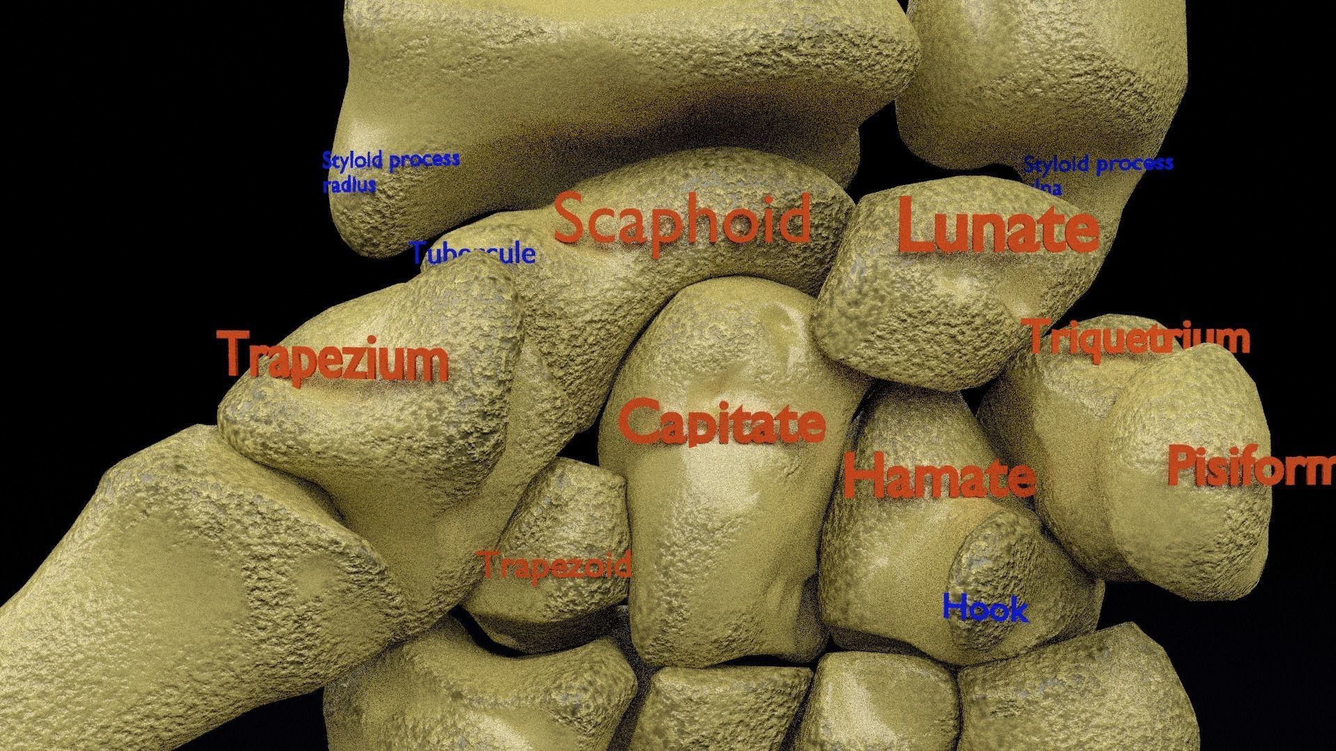Human skeleton set complete separable labelled bone names parts 3D model_19