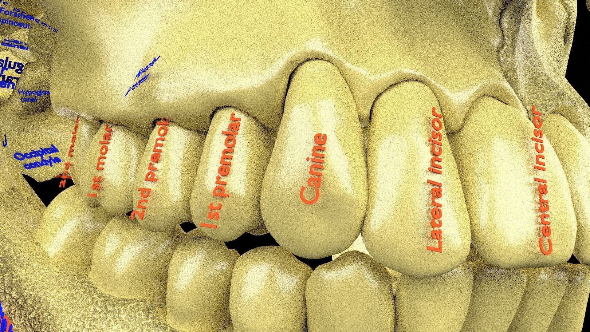 Human skeleton set complete separable labelled bone names parts 3D model_27