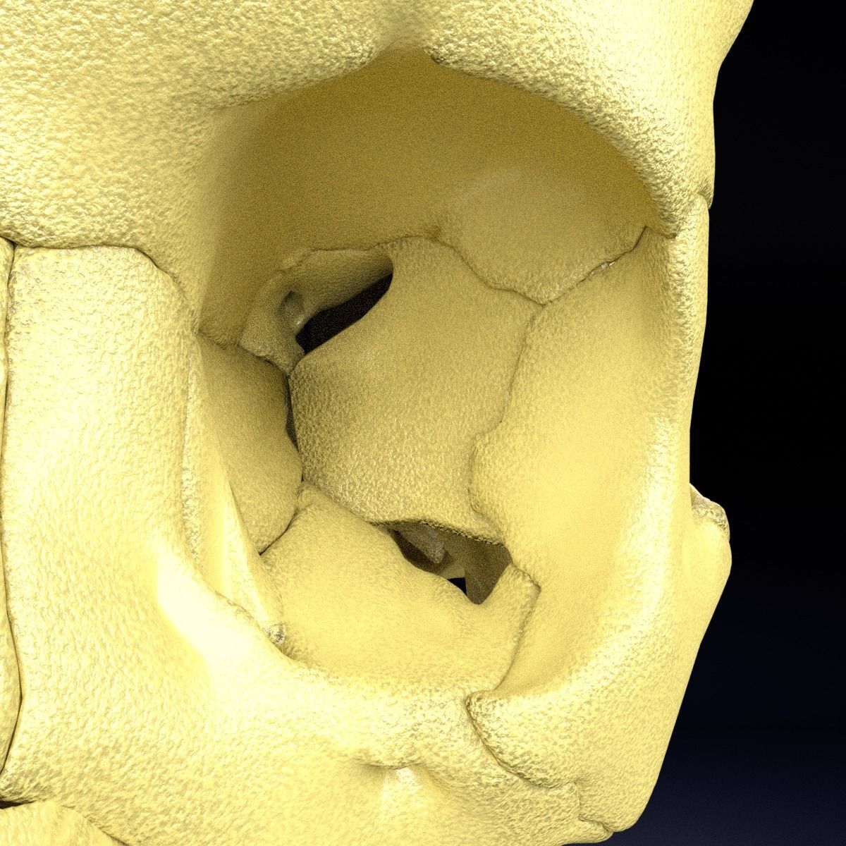 Human skeleton set complete separable labelled bone names parts 3D model_52