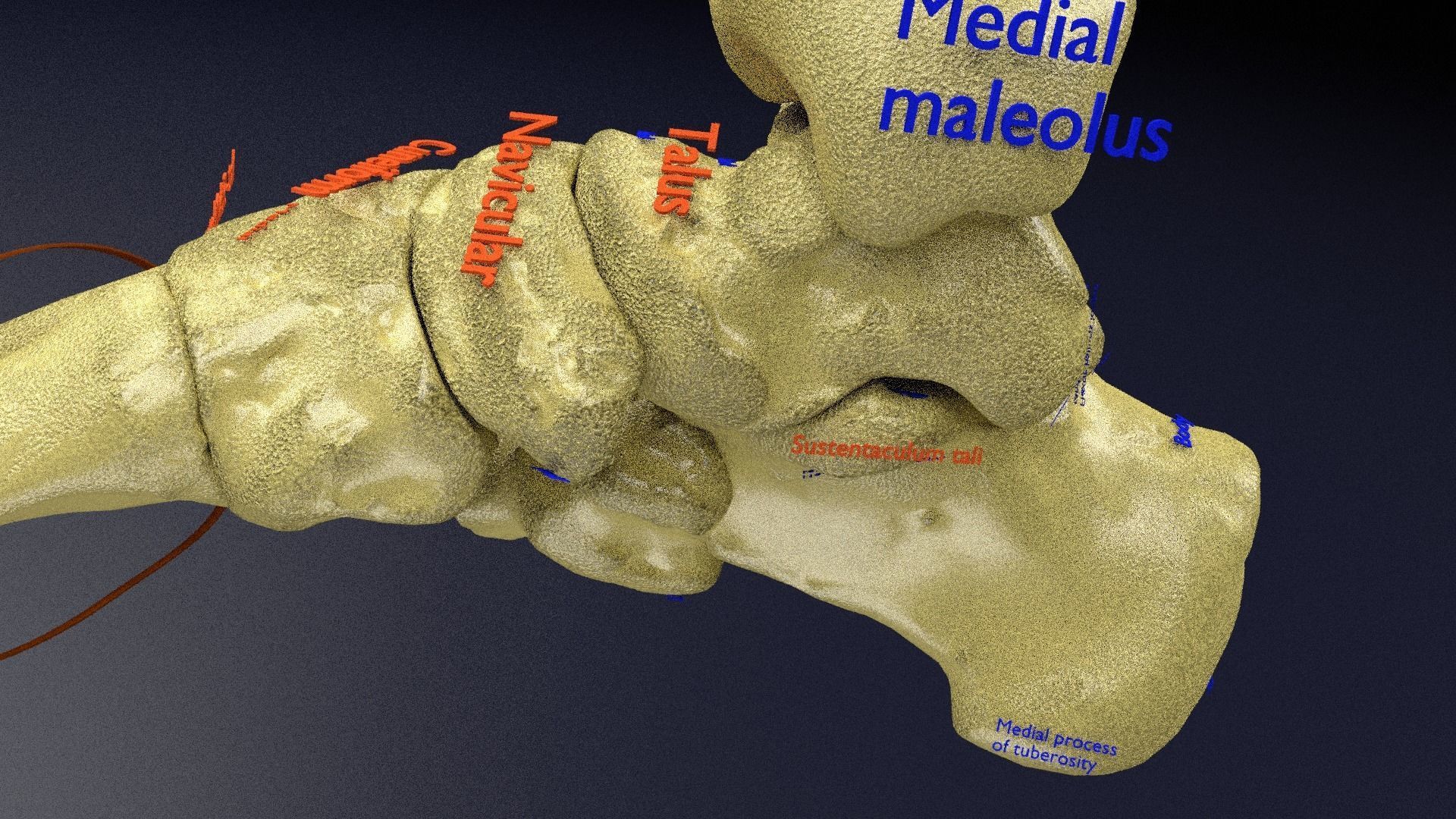 Human skeleton set complete separable labelled bone names parts 3D model_20