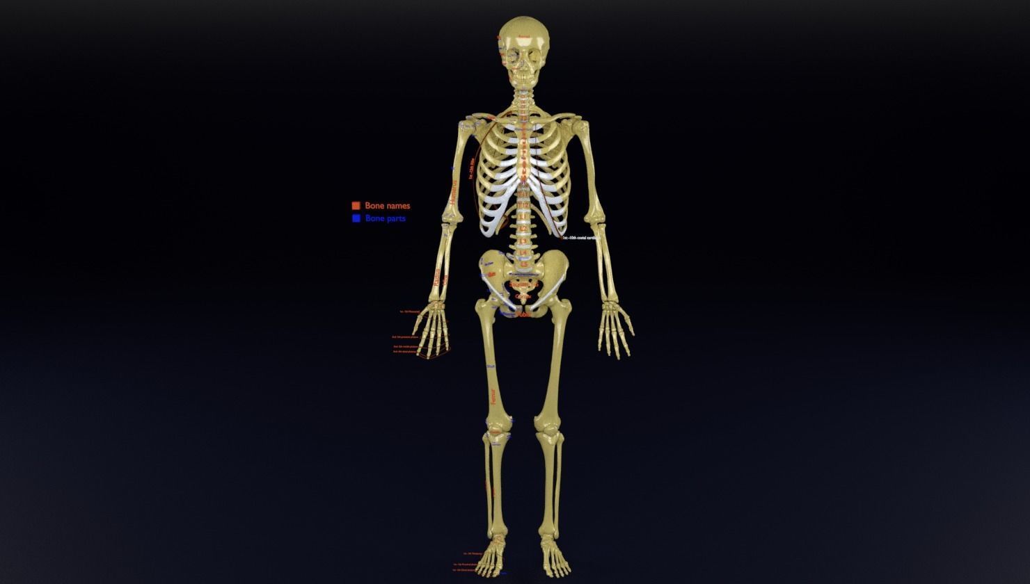 Human skeleton set complete separable labelled bone names parts 3D model_40