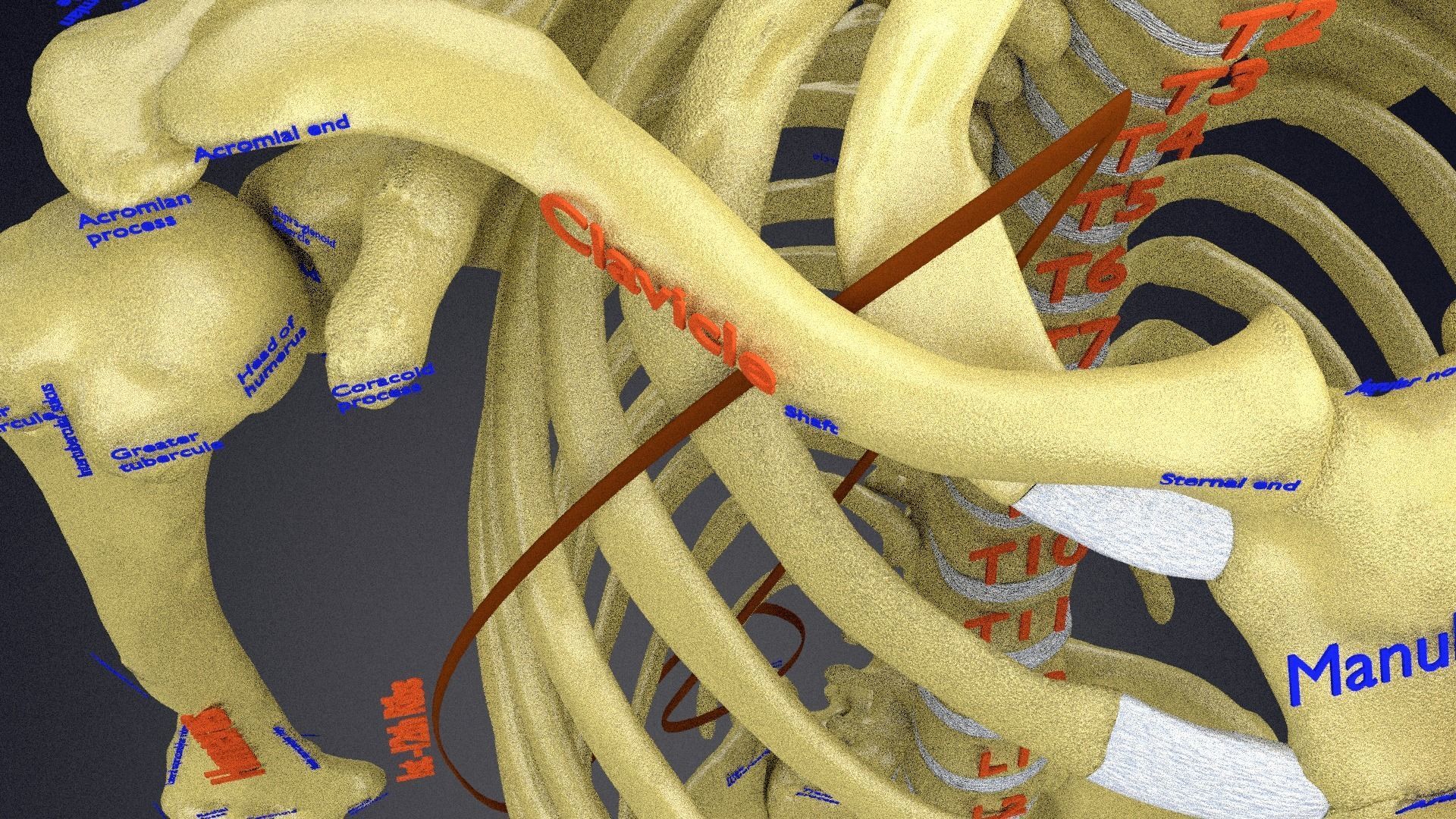 Human skeleton set complete separable labelled bone names parts 3D model_39