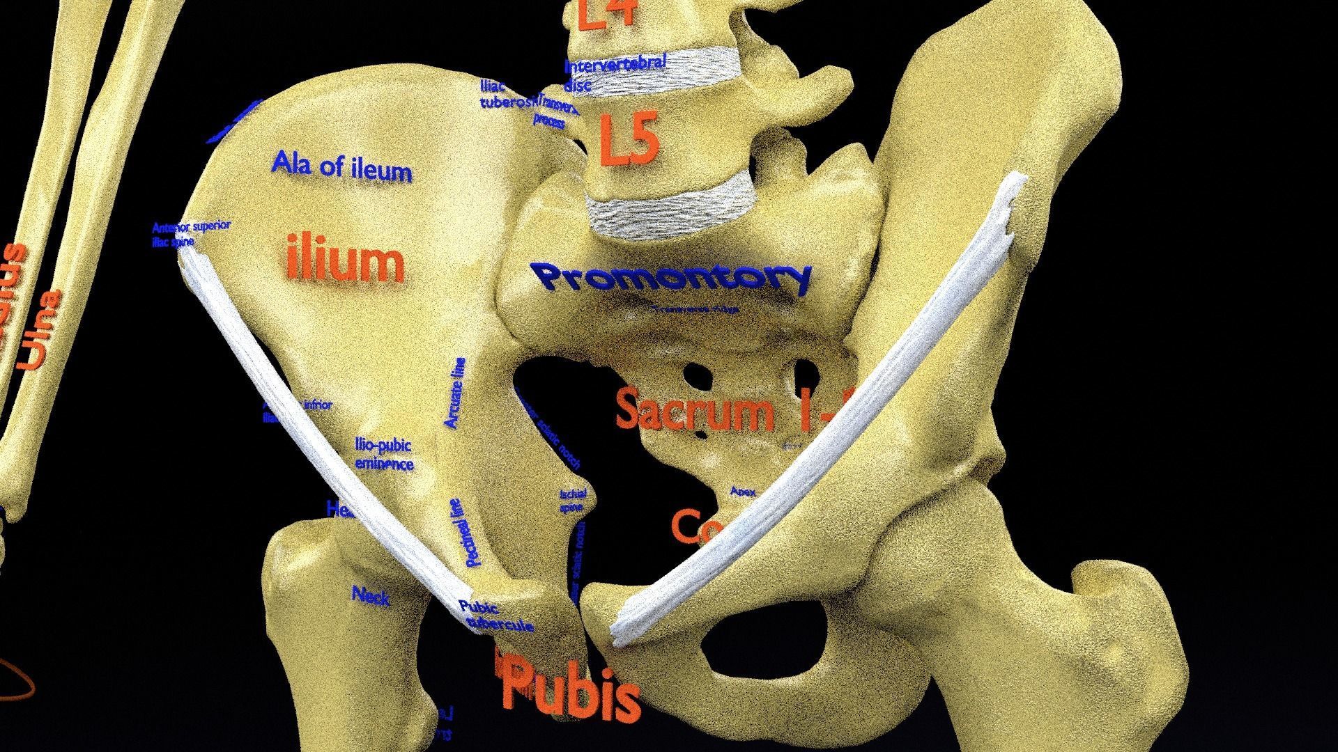 Human skeleton set complete separable labelled bone names parts 3D model_23