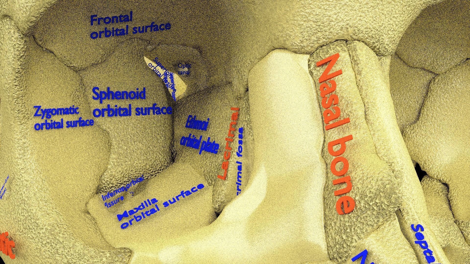 Human skeleton set complete separable labelled bone names parts 3D model_31