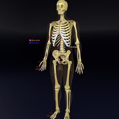 Human skeleton set complete separable labelled bone names parts 3D model_7