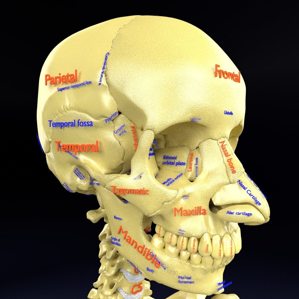 Human skeleton set complete separable labelled bone names parts 3D model_53