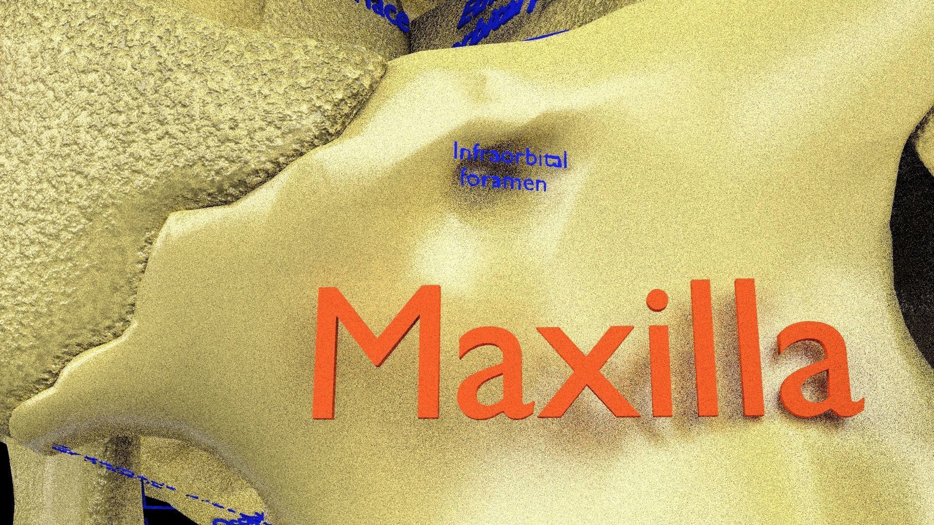 Human skeleton set complete separable labelled bone names parts 3D model_30