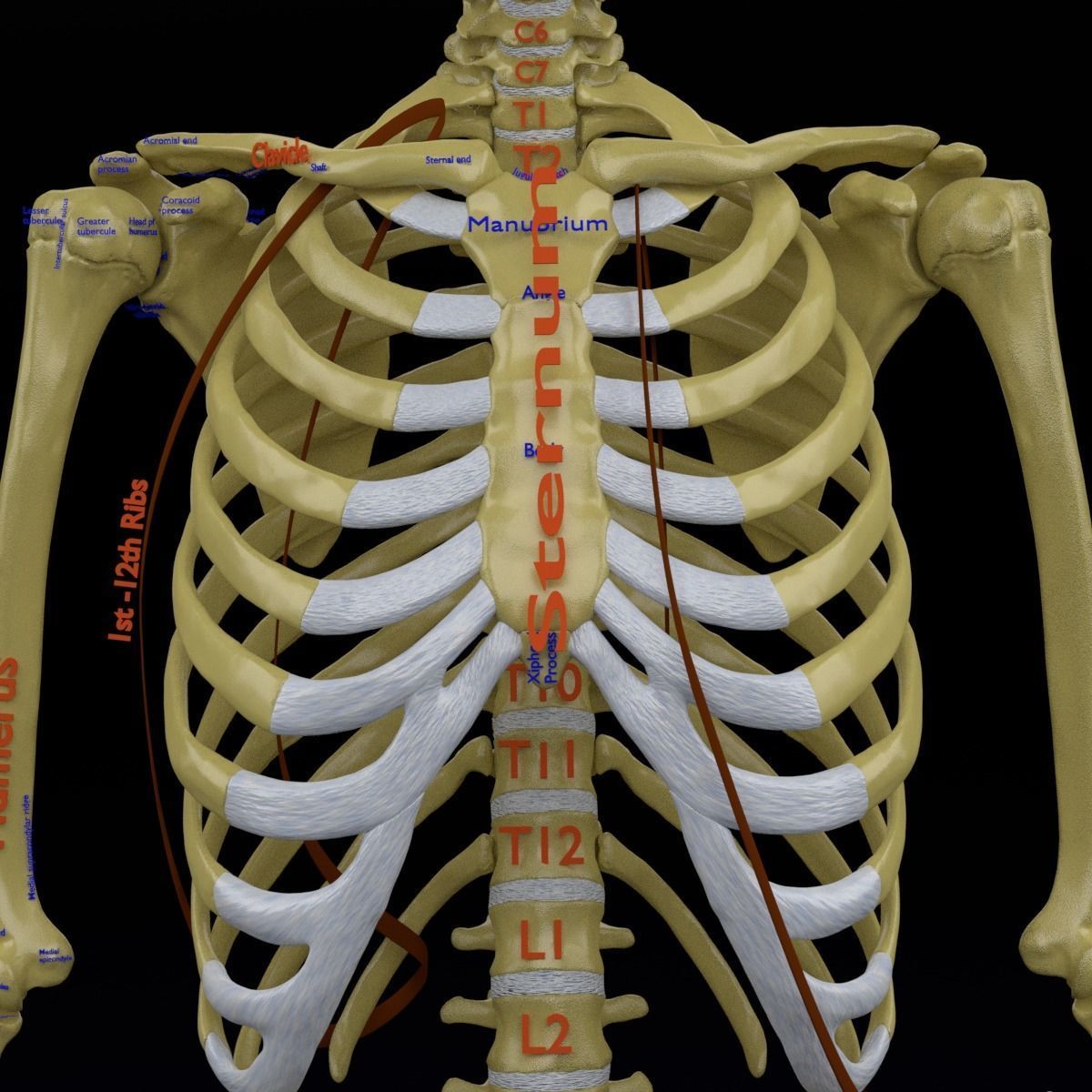 Human skeleton set complete separable labelled bone names parts 3D model_43