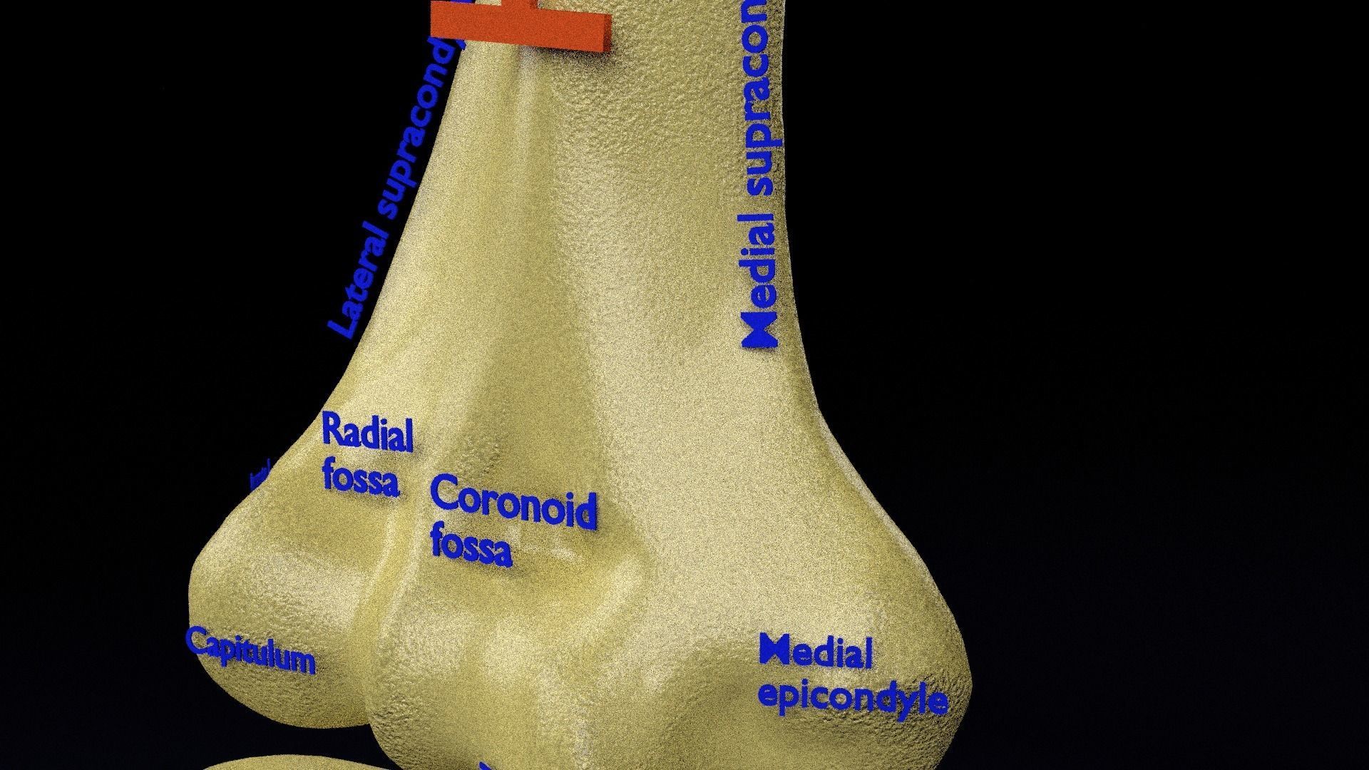 Human skeleton set complete separable labelled bone names parts 3D model_36