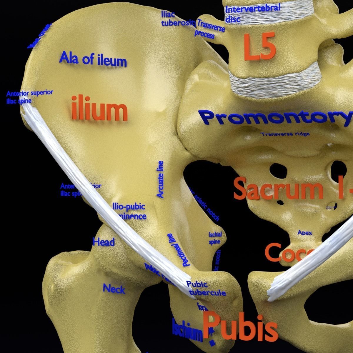 Human skeleton set complete separable labelled bone names parts 3D model_50
