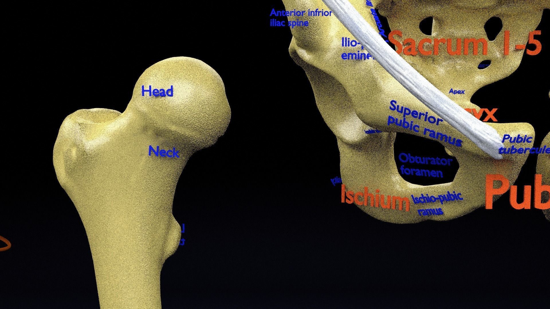 Human skeleton set complete separable labelled bone names parts 3D model_22