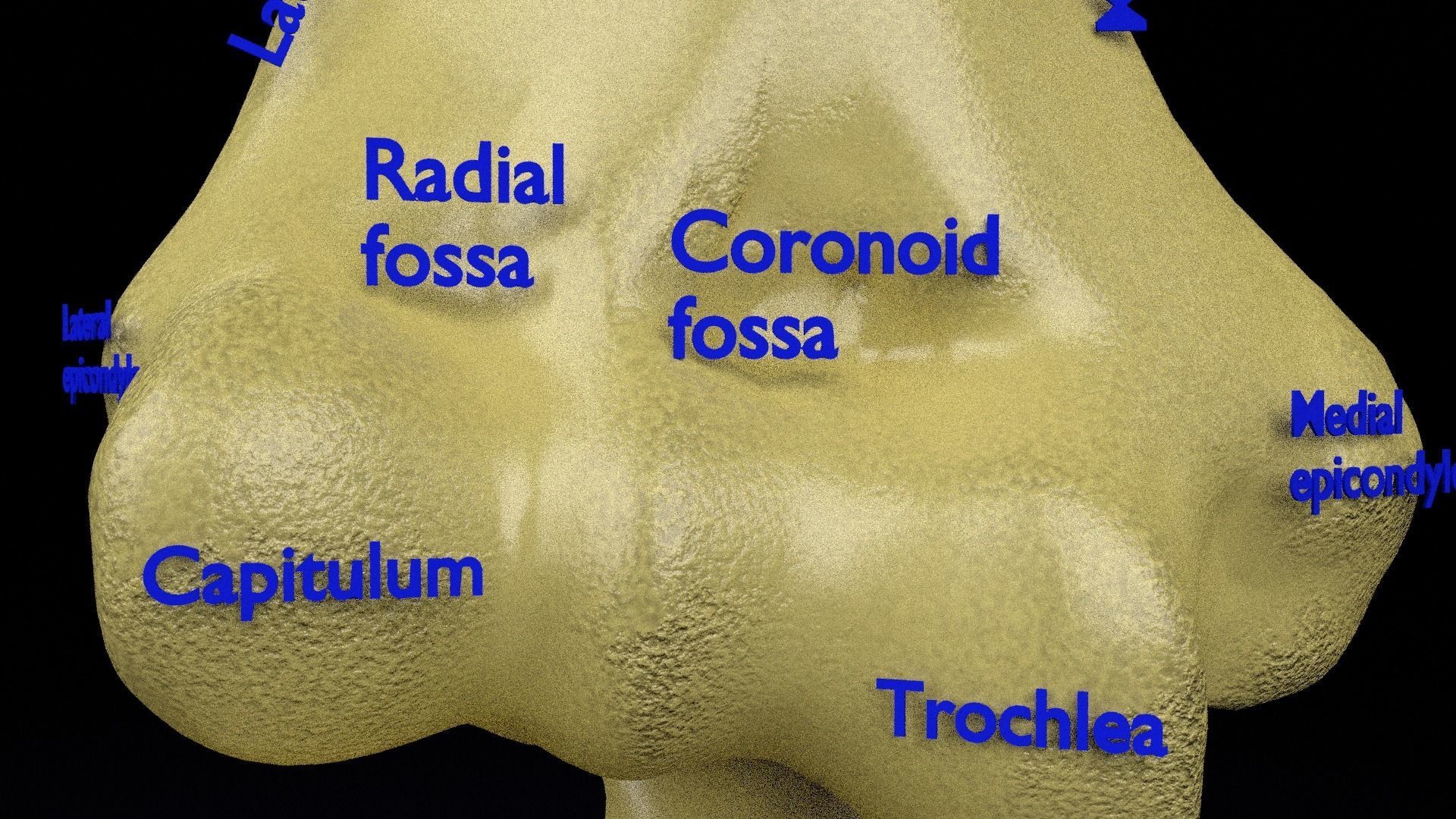 Human skeleton set complete separable labelled bone names parts 3D model_35