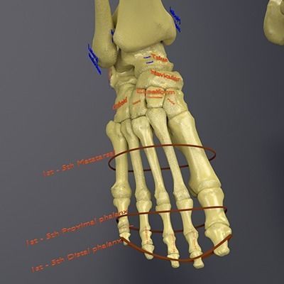 Human skeleton set complete separable labelled bone names parts 3D model_13