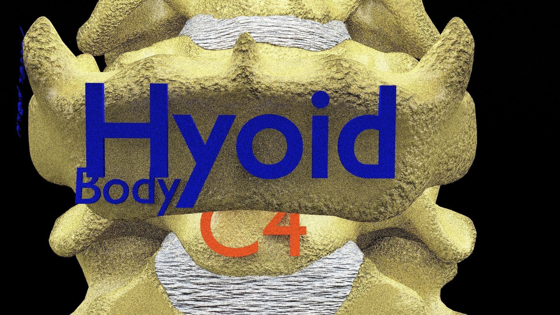 Human skeleton set complete separable labelled bone names parts 3D model_24