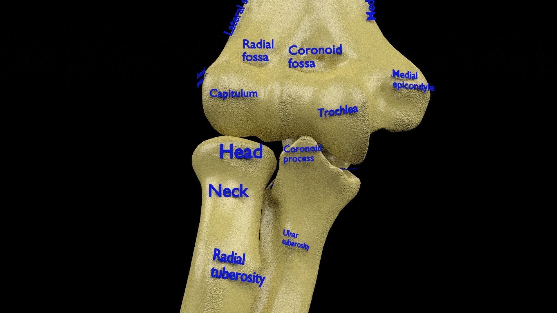 Human skeleton set complete separable labelled bone names parts 3D model_32