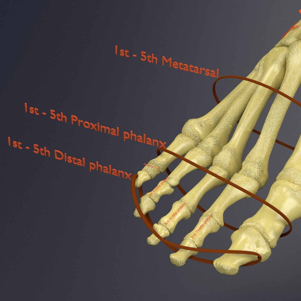 Human skeleton set complete separable labelled bone names parts 3D model_48