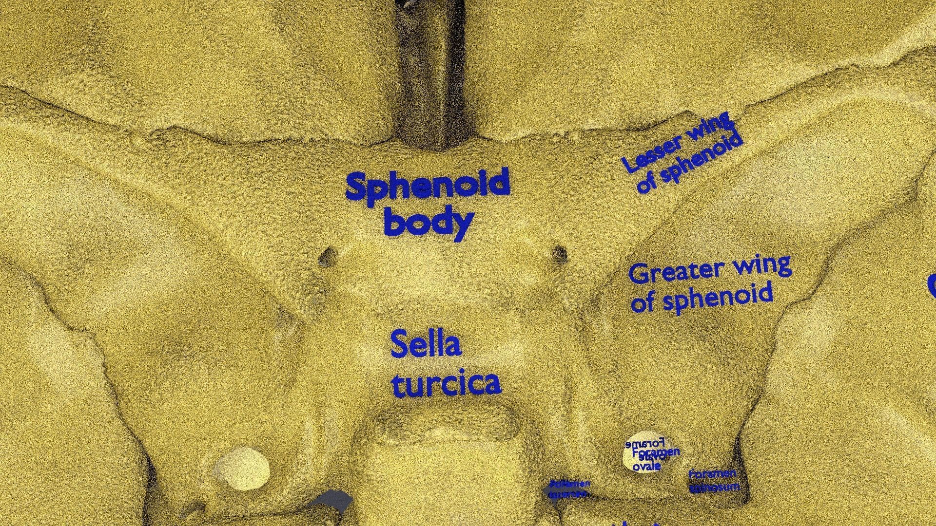 Human skeleton set complete separable labelled bone names parts 3D model_34