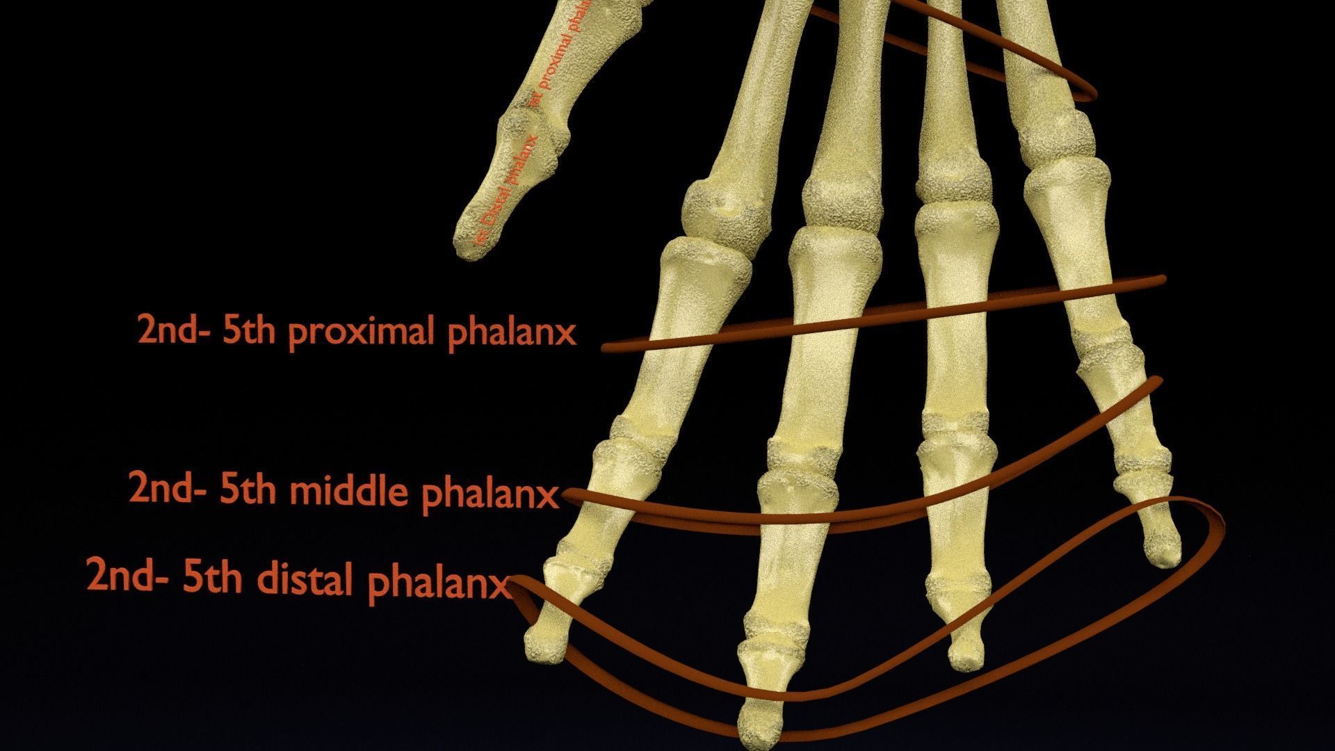 Human skeleton set complete separable labelled bone names parts 3D model_18