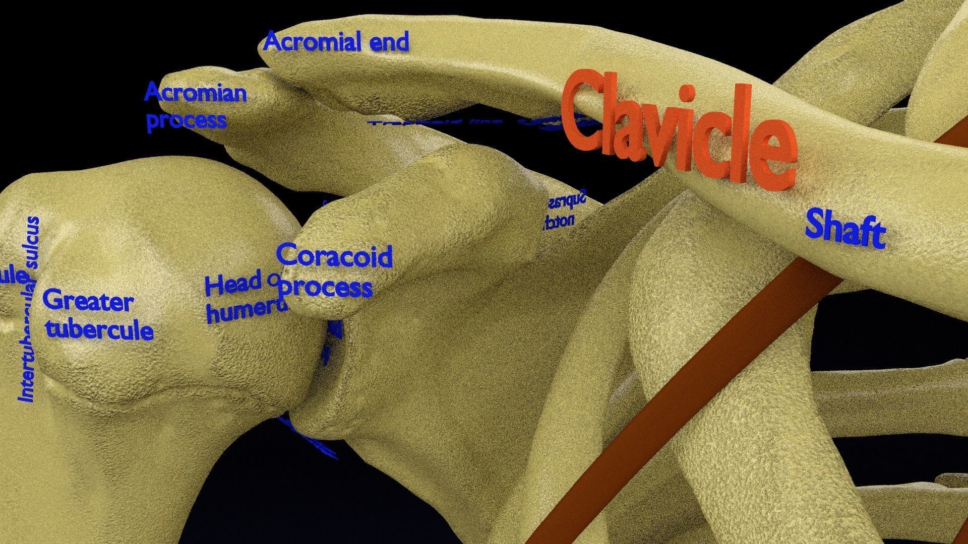Human skeleton set complete separable labelled bone names parts 3D model_37