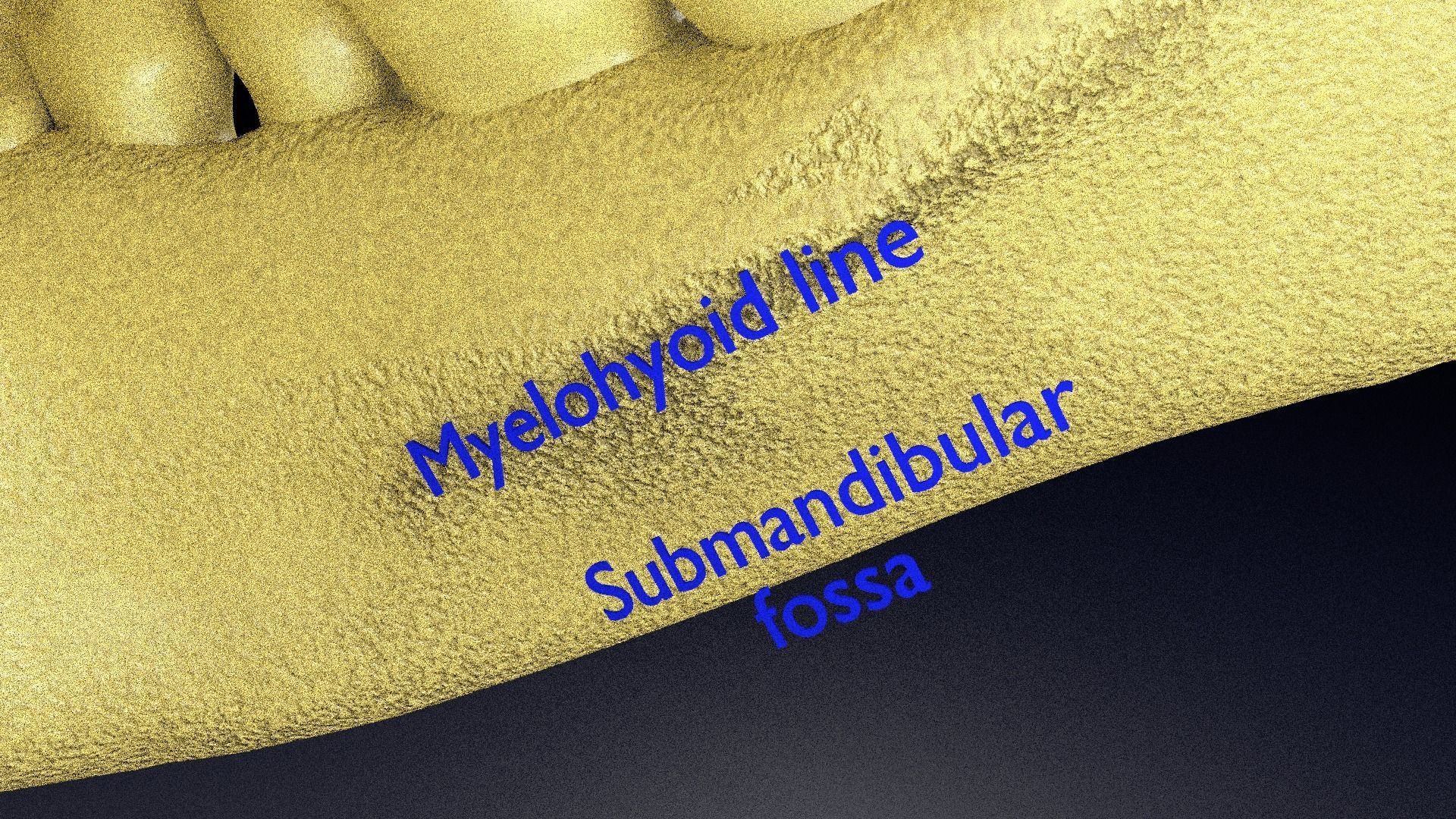 Human skeleton set complete separable labelled bone names parts 3D model_28