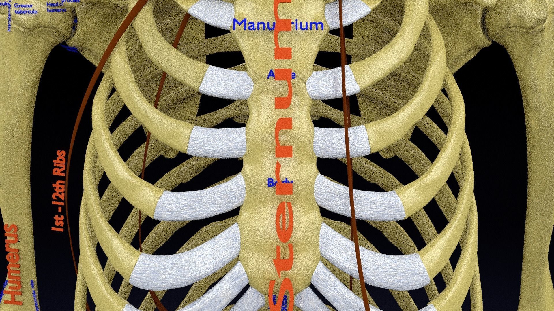 Human skeleton set complete separable labelled bone names parts 3D model_38