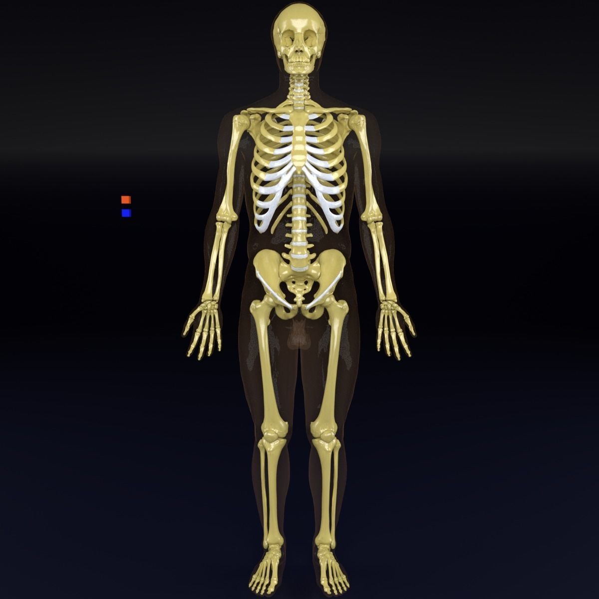 Human skeleton set complete separable labelled bone names parts 3D model_63