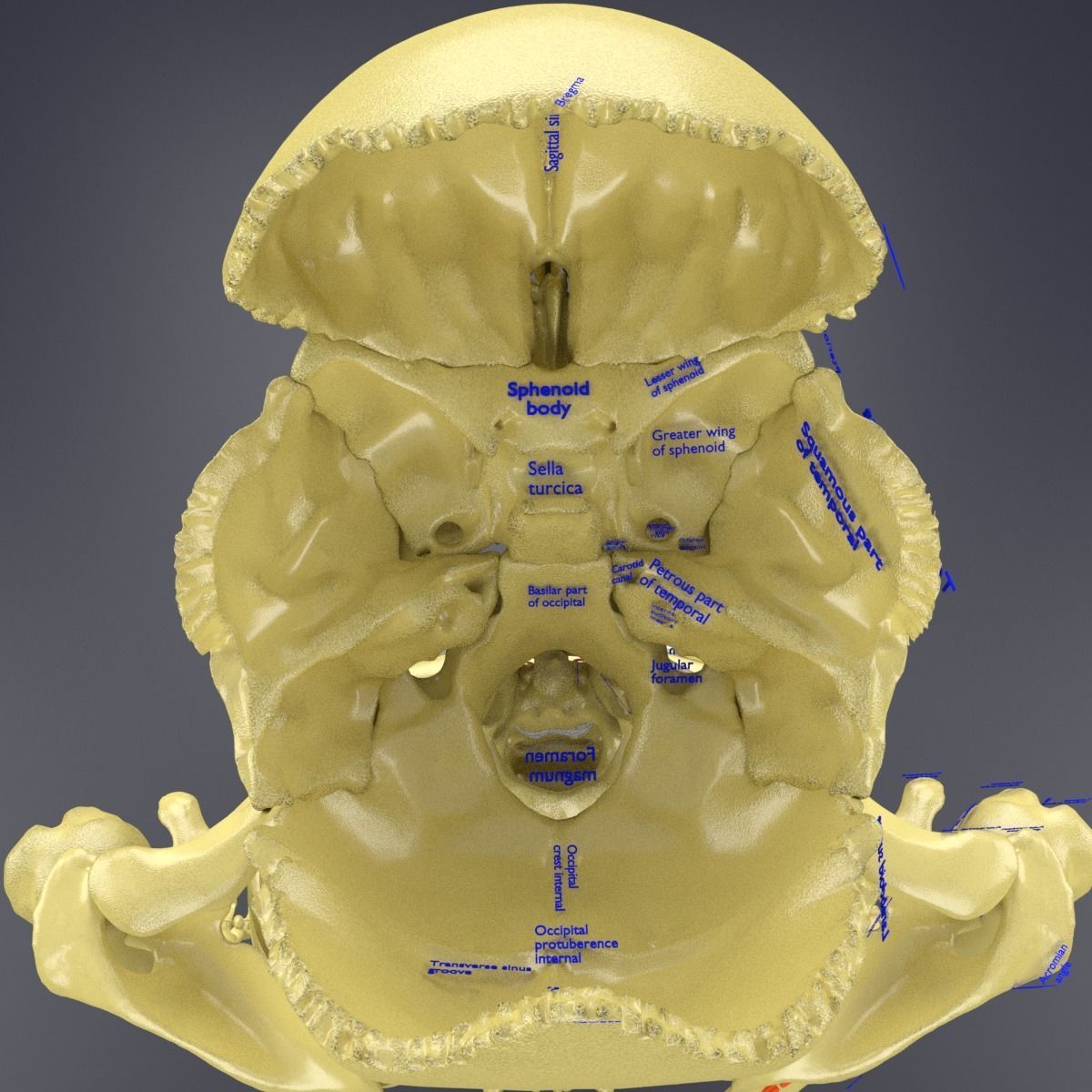 Human skeleton set complete separable labelled bone names parts 3D model_56