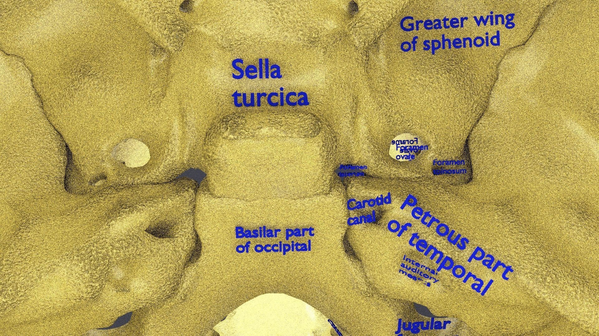 Human skeleton set complete separable labelled bone names parts 3D model_33