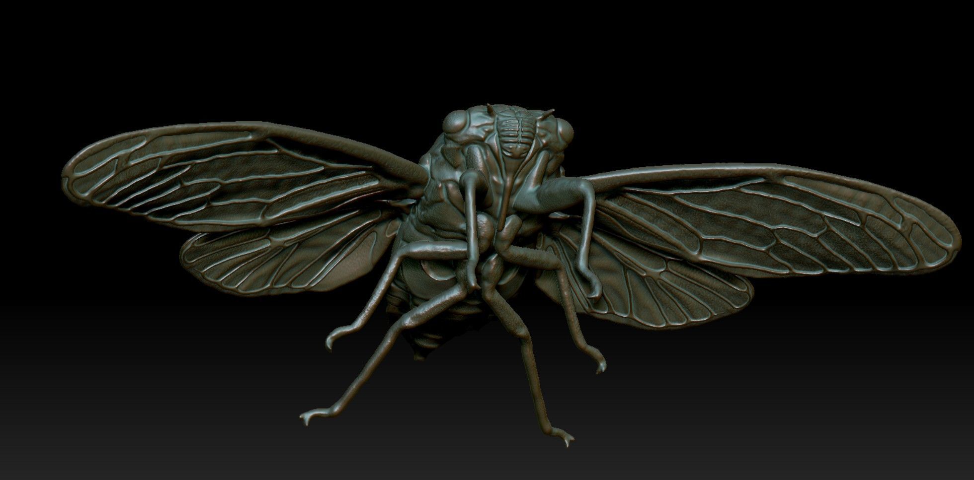cicada new 3D print model_5