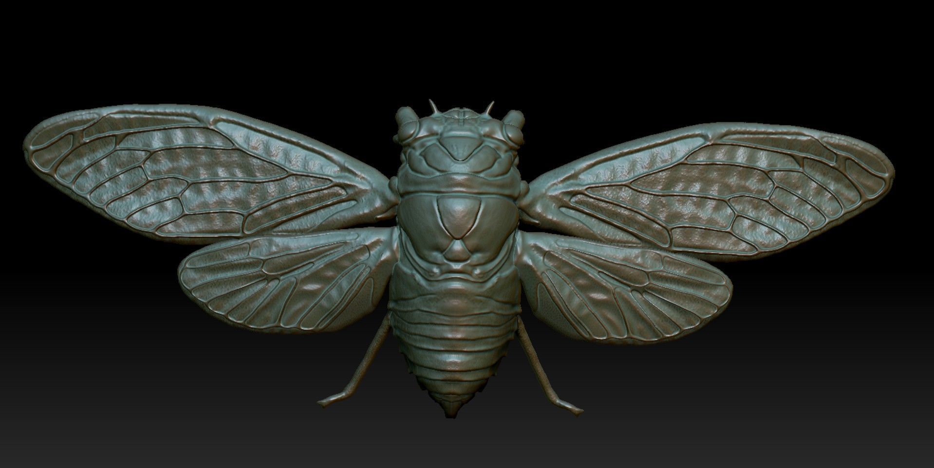 cicada new 3D print model_4