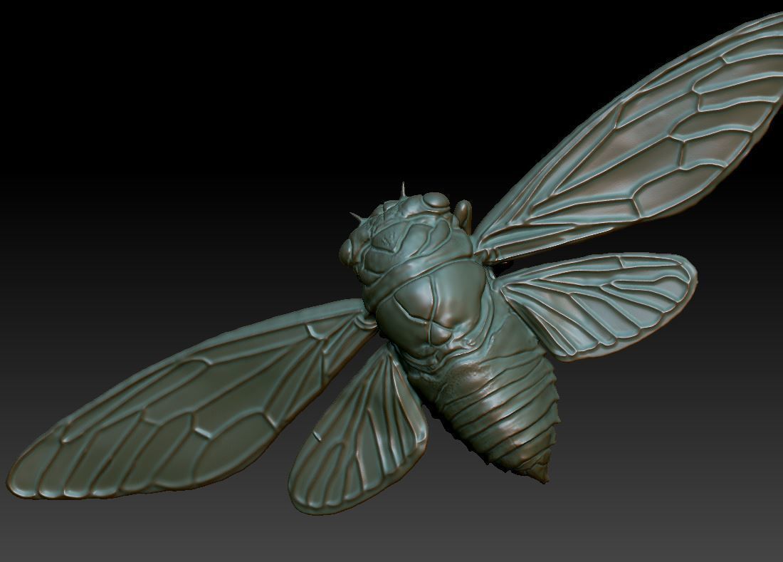 cicada new 3D print model_3