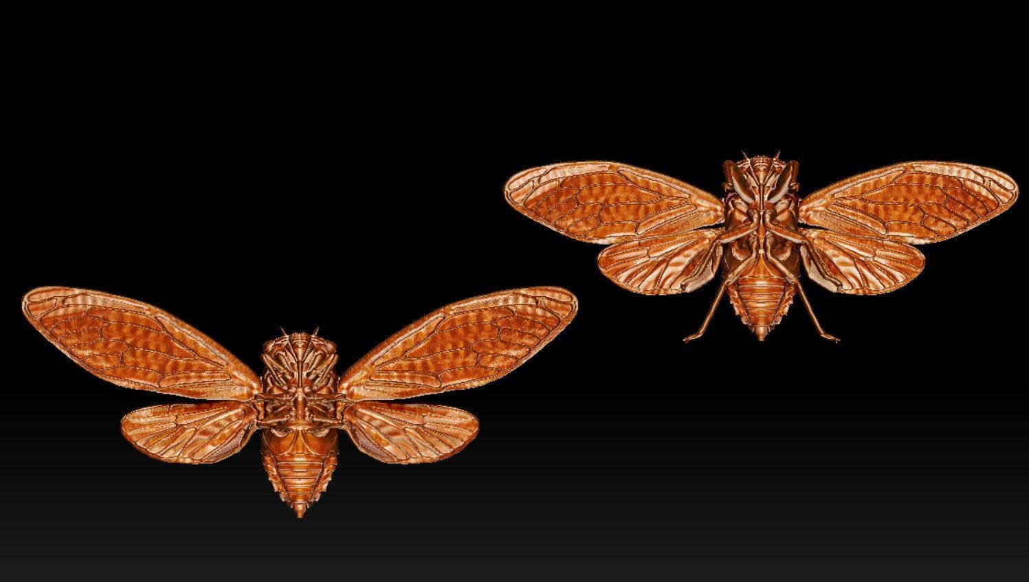 cicada new 3D print model_1