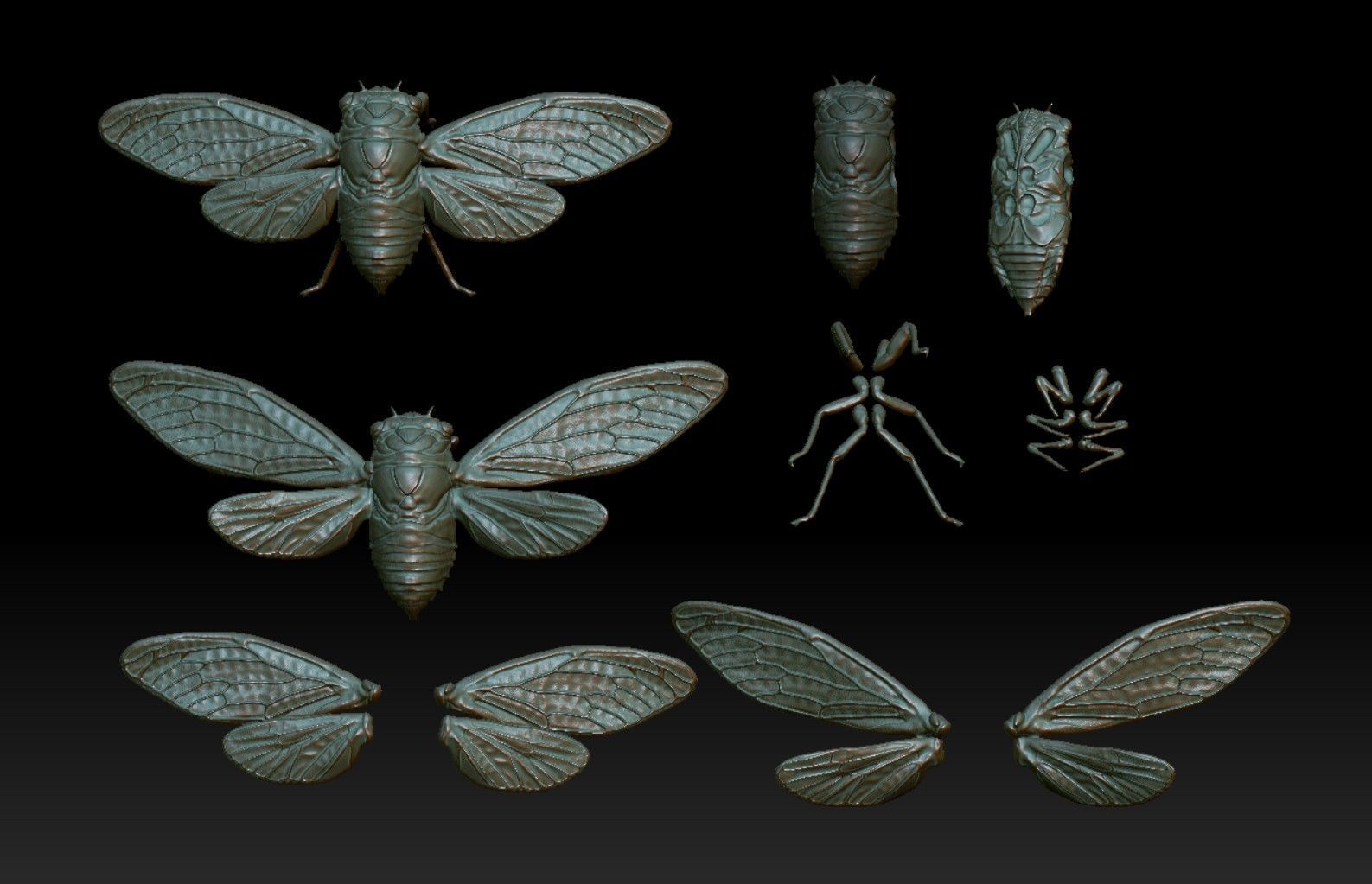 cicada new 3D print model_7