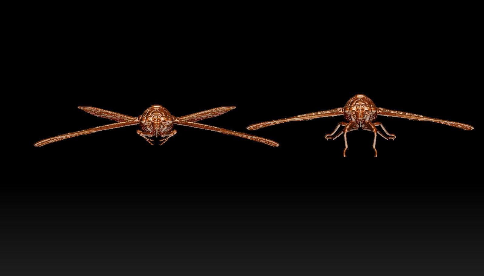 cicada new 3D print model_2