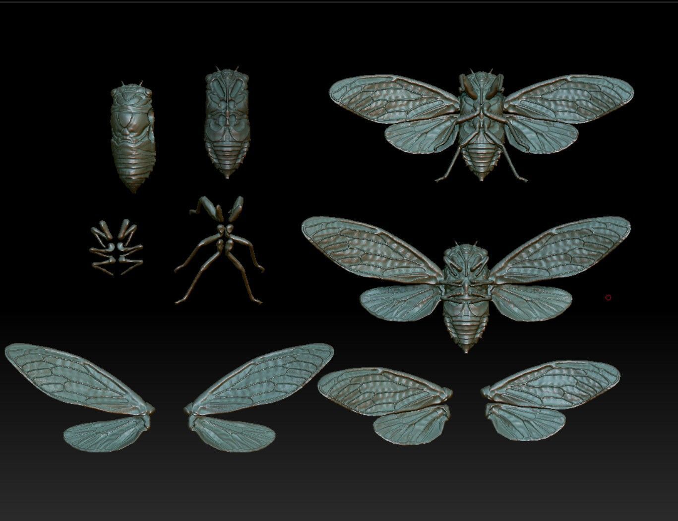 cicada new 3D print model_8