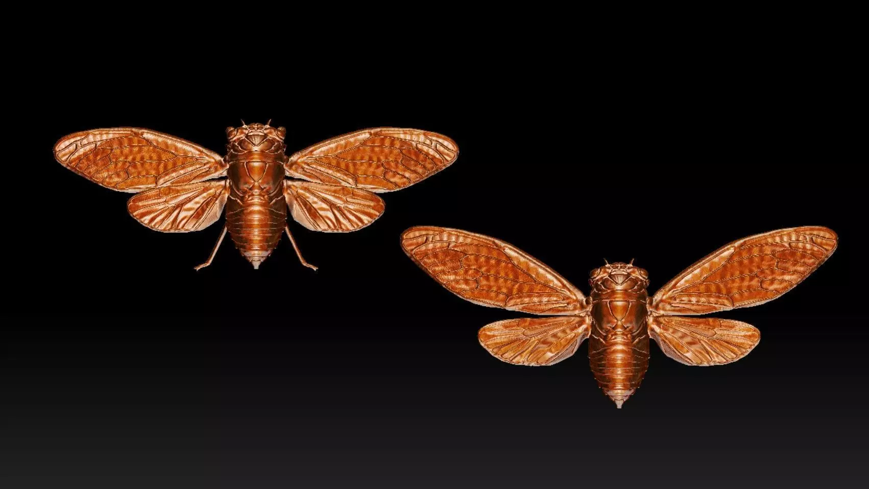 cicada new 3D print model_0