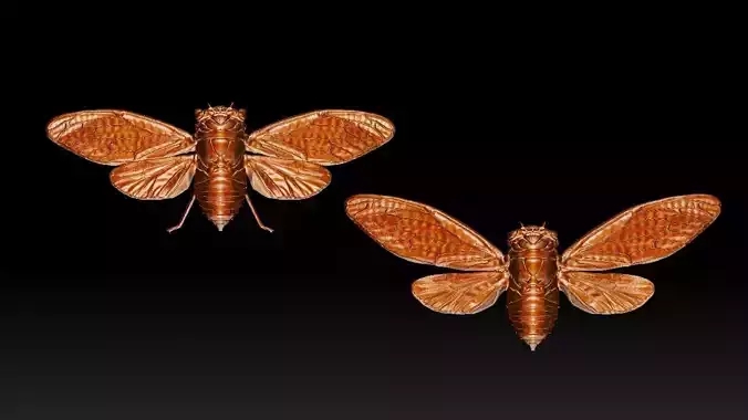 cicada new 3D print model