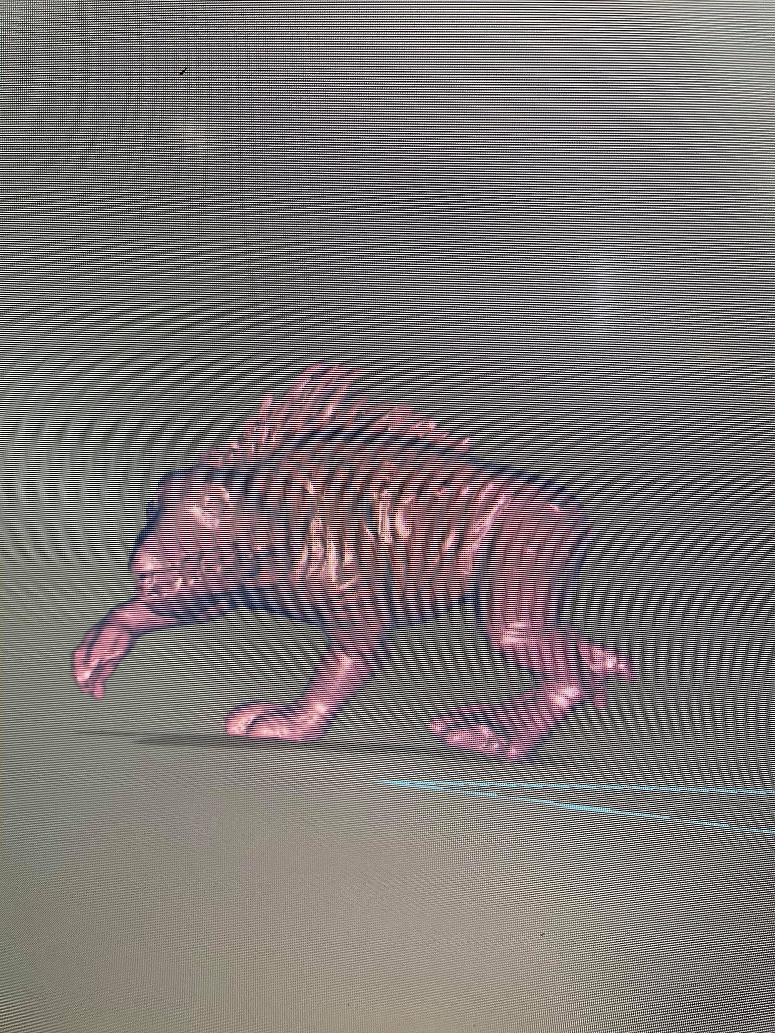 star wars dog 3D print model_1