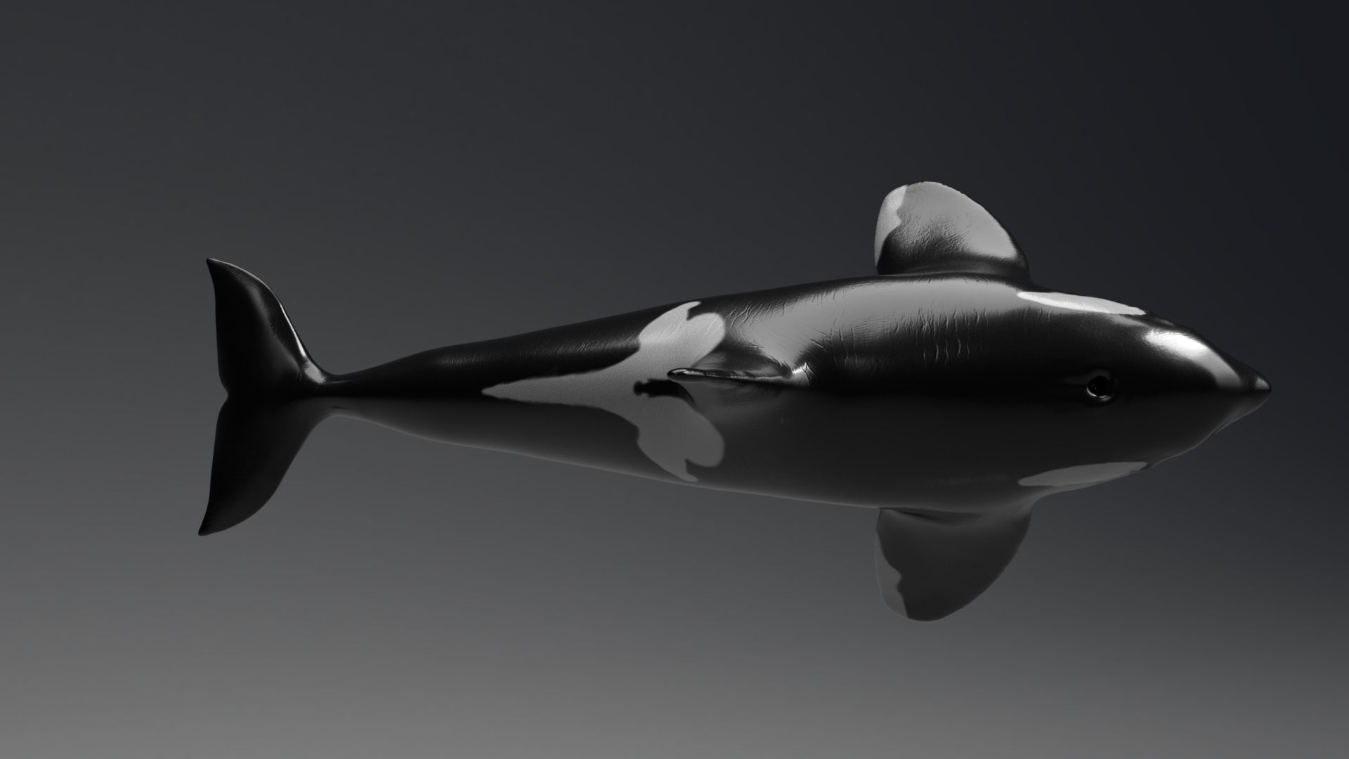Killer Whale Model 17 Animations  Low-poly 3D model_6