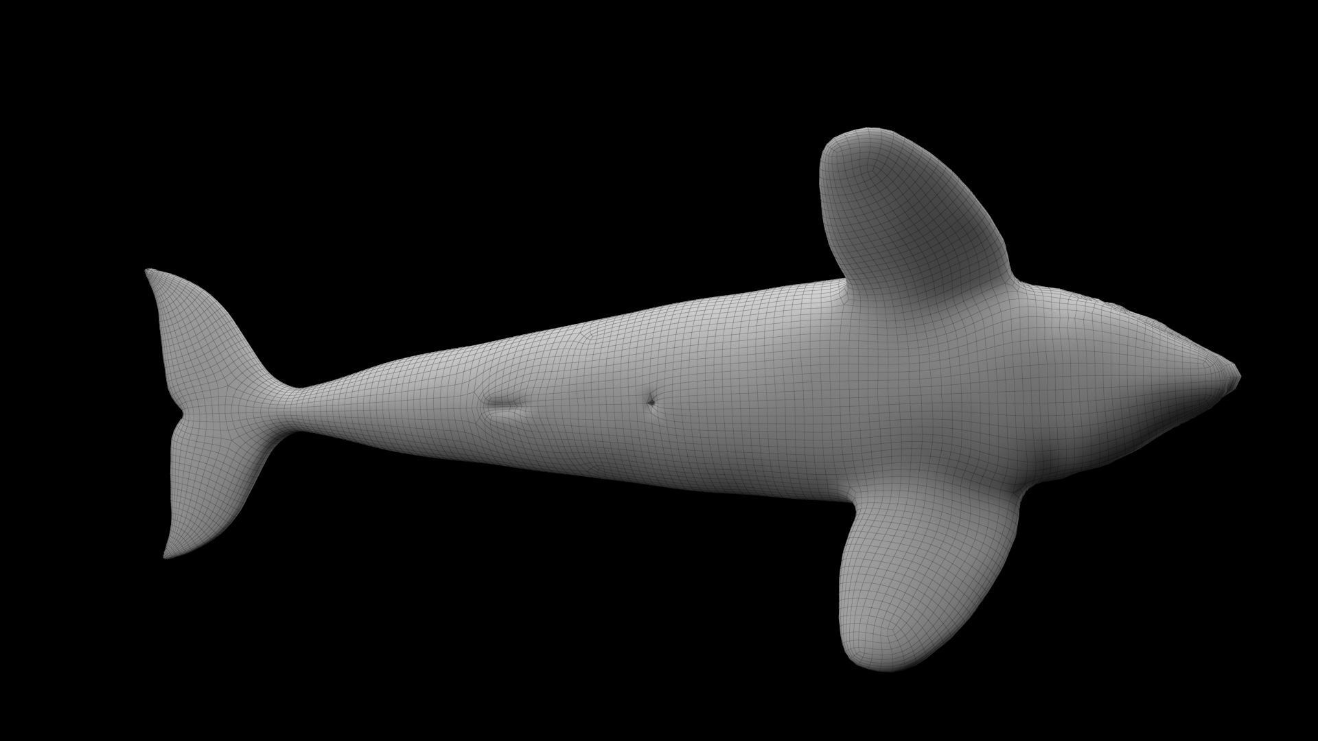 Killer Whale Model 17 Animations  Low-poly 3D model_19