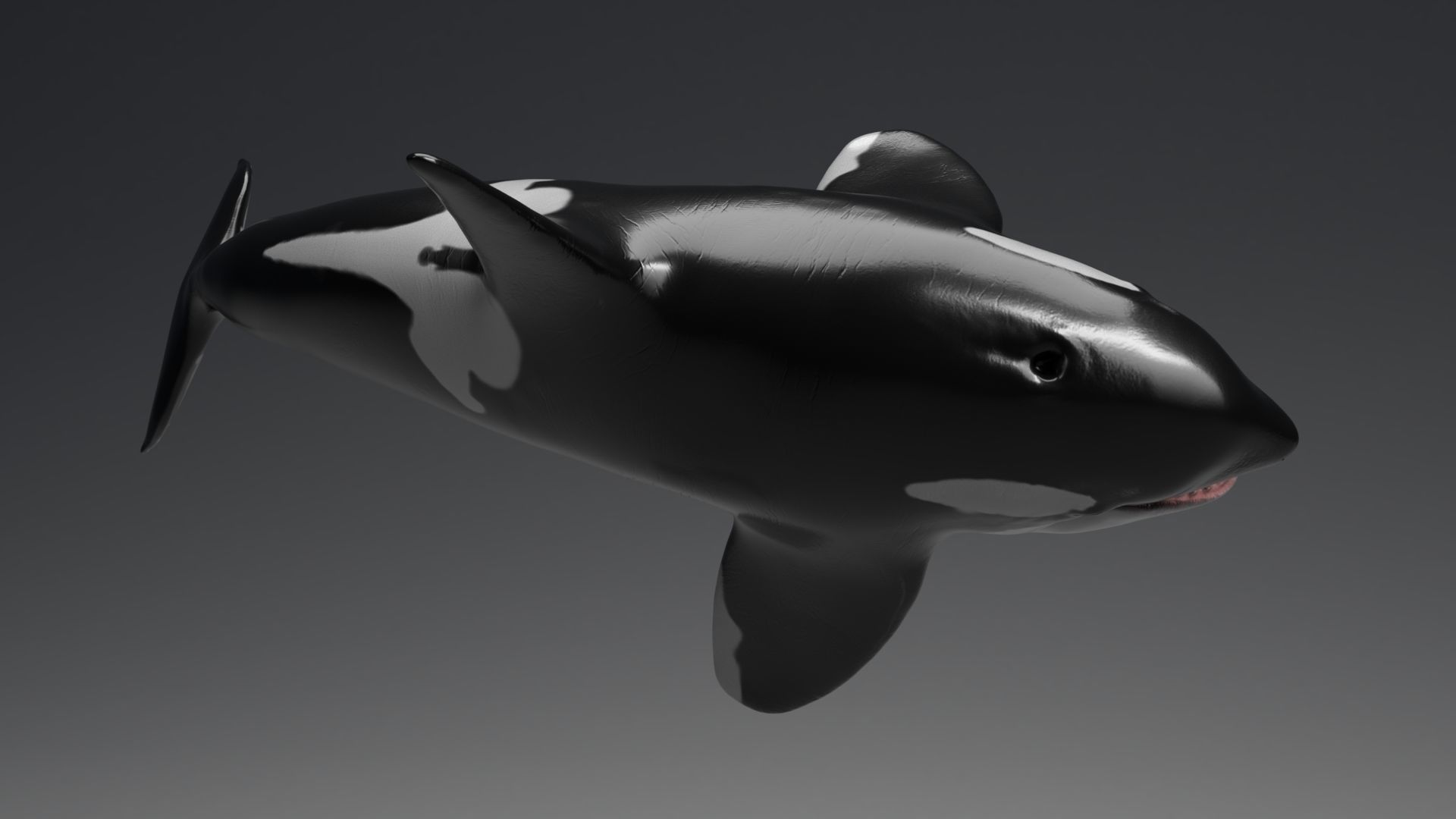 Killer Whale Model 17 Animations  Low-poly 3D model_12