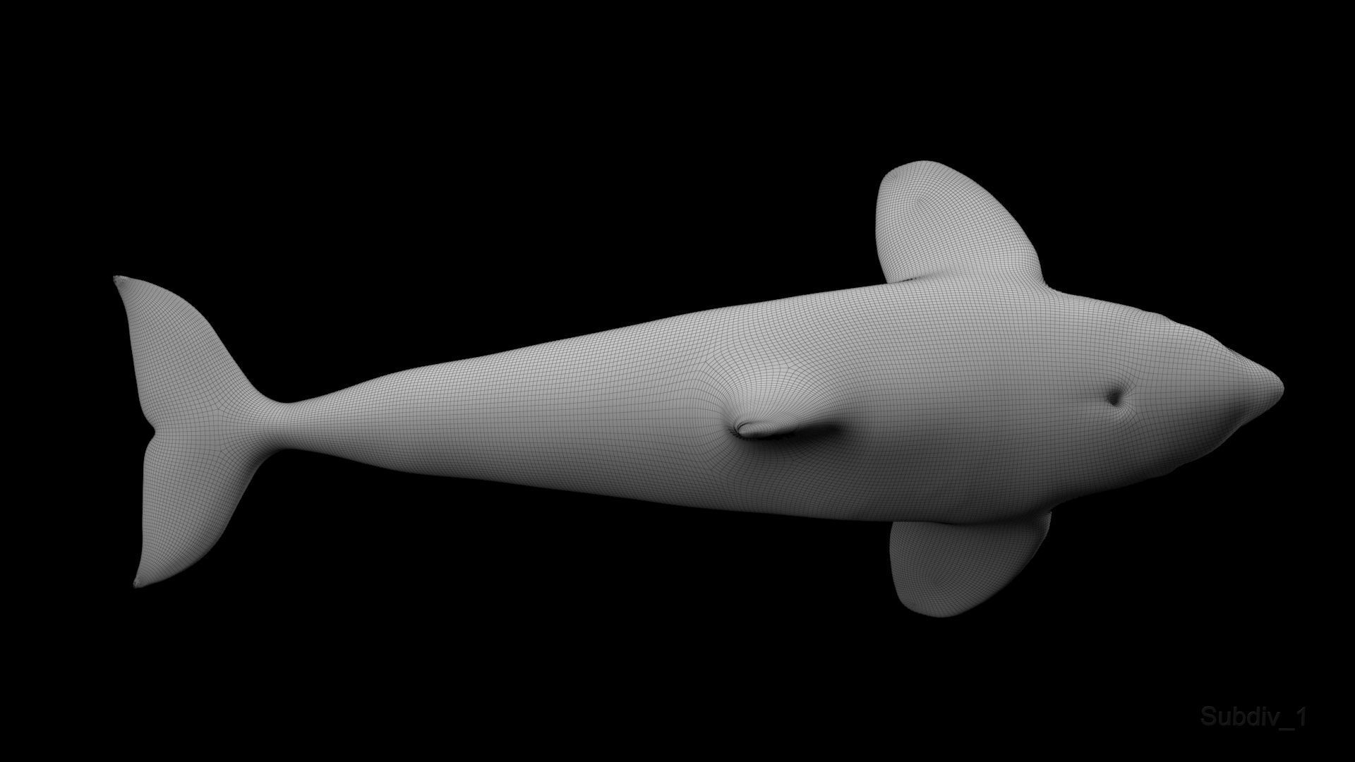 Killer Whale Model 17 Animations  Low-poly 3D model_18