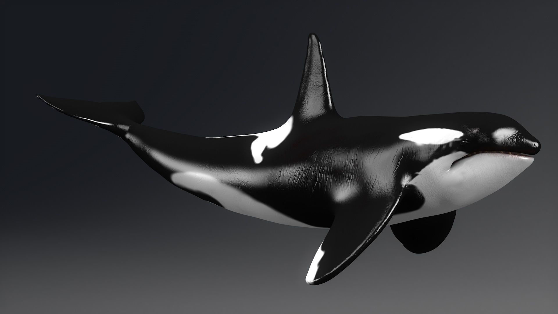 Killer Whale Model 17 Animations  Low-poly 3D model_4