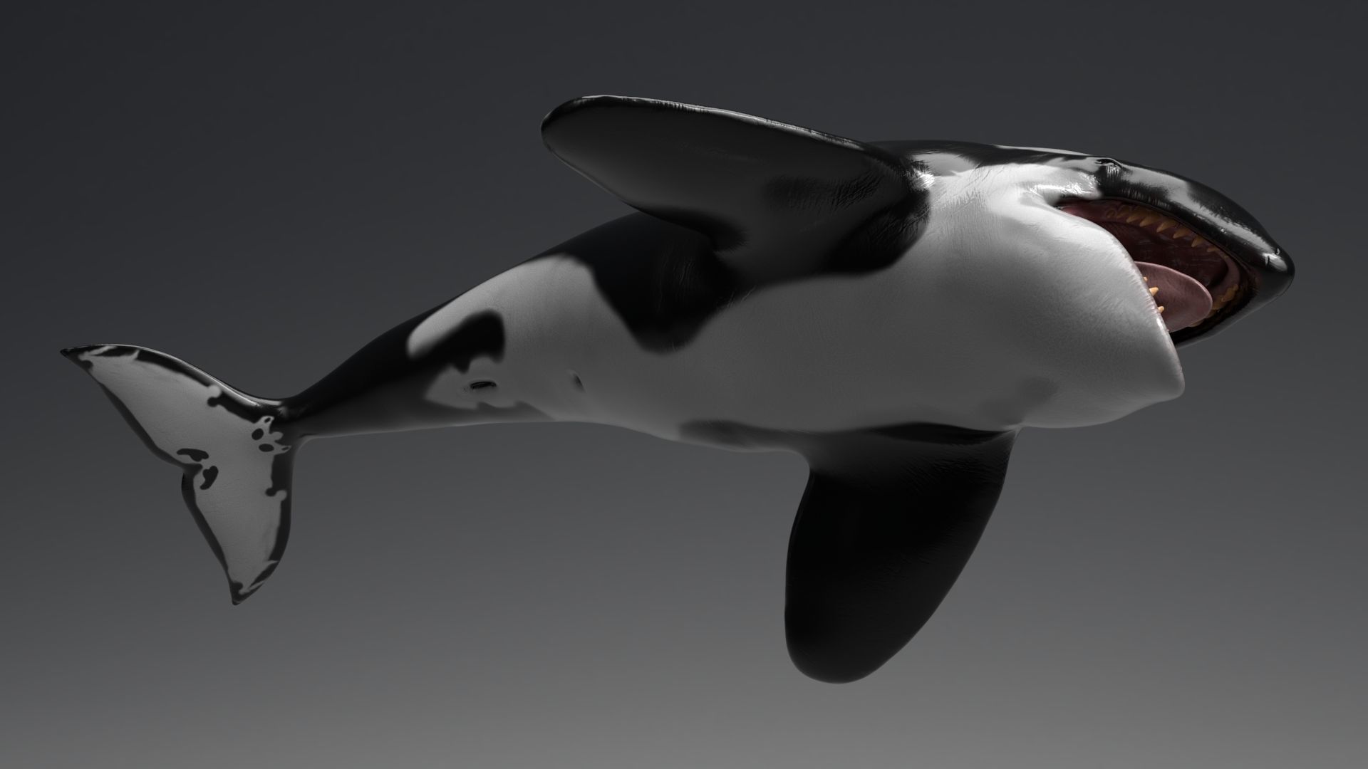 Killer Whale Model 17 Animations  Low-poly 3D model_11