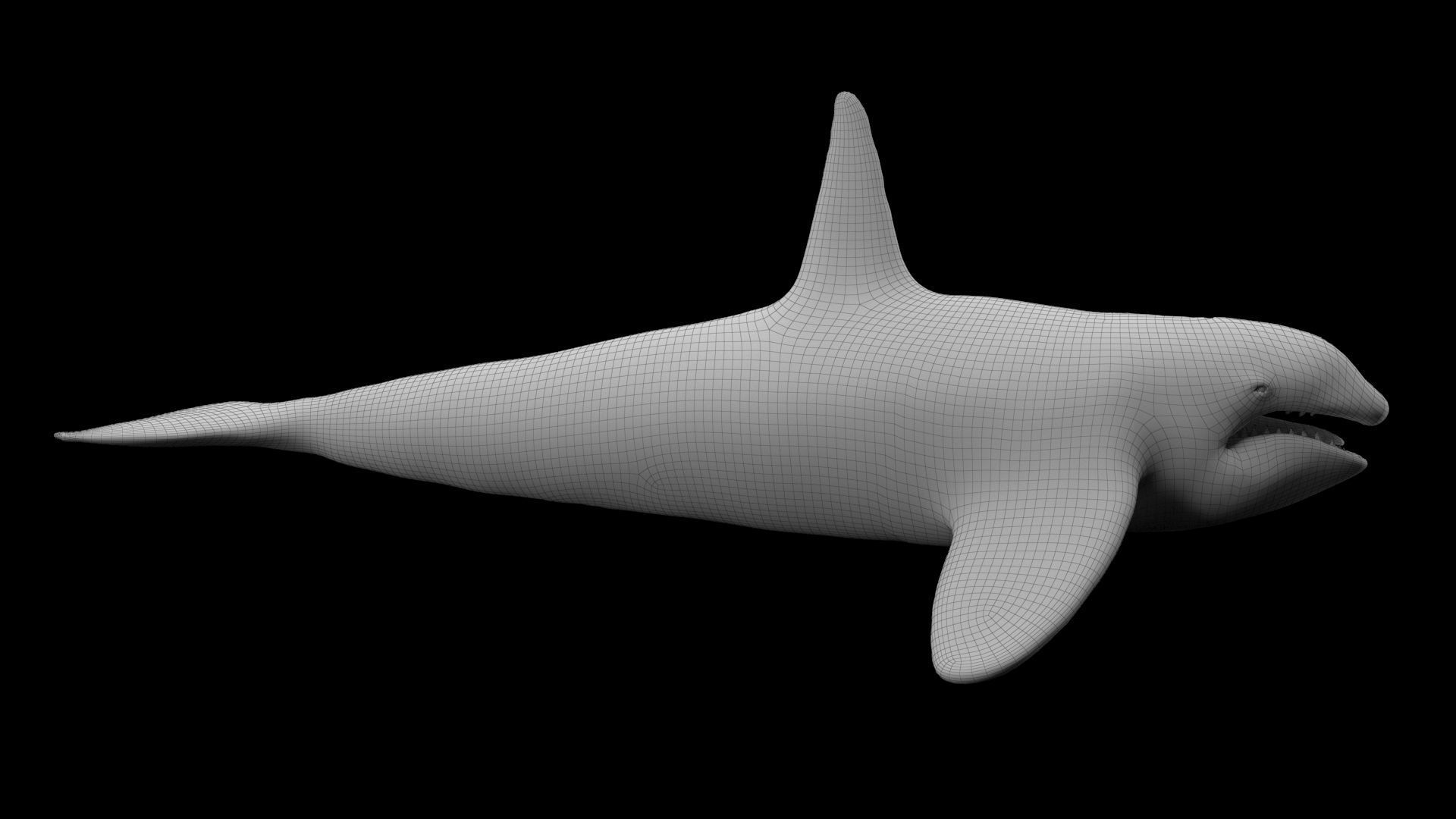 Killer Whale Model 17 Animations  Low-poly 3D model_15
