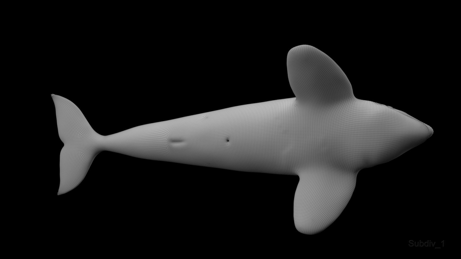 Killer Whale Model 17 Animations  Low-poly 3D model_20