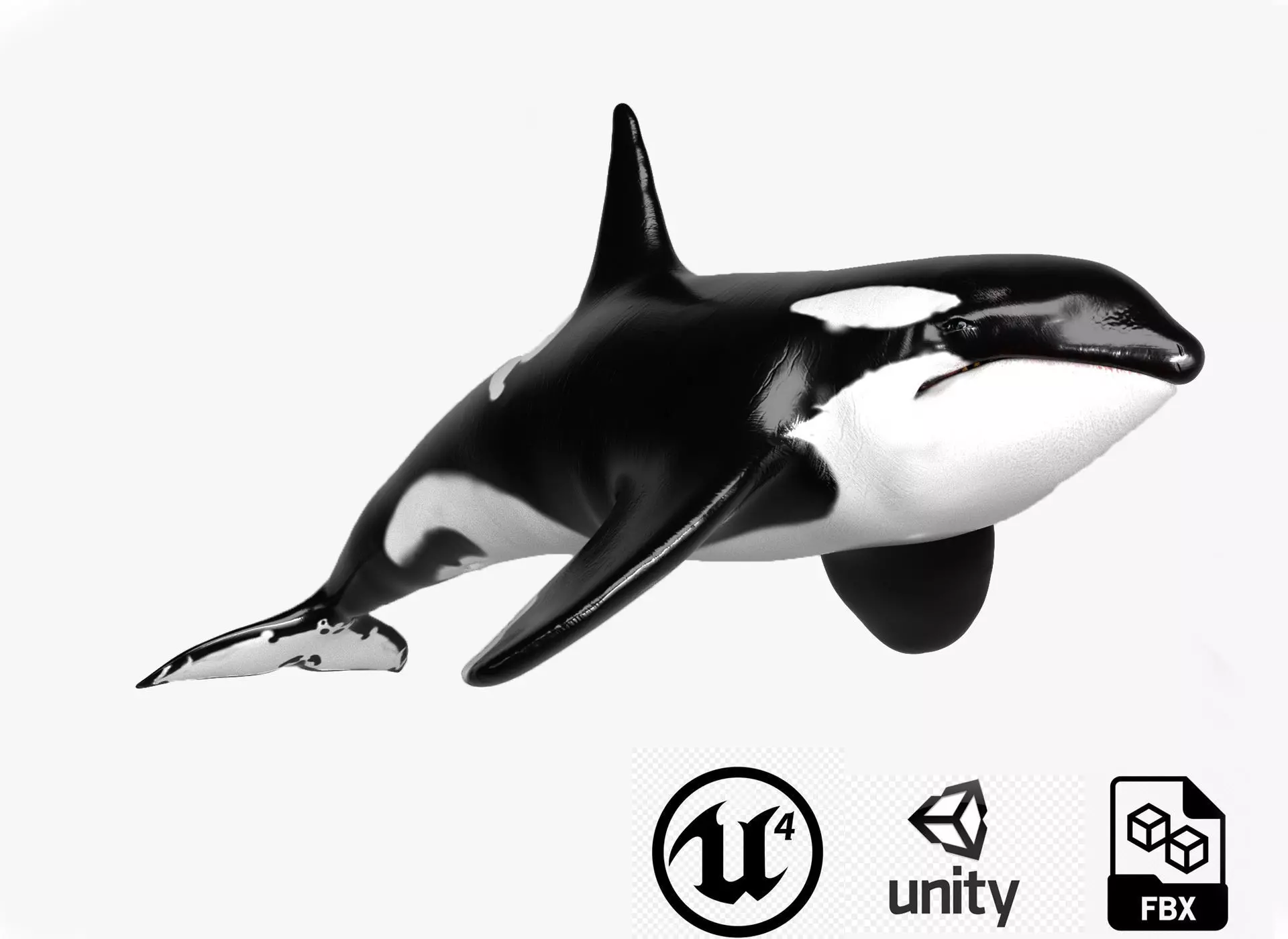 Killer Whale Model 17 Animations  Low-poly 3D model_0