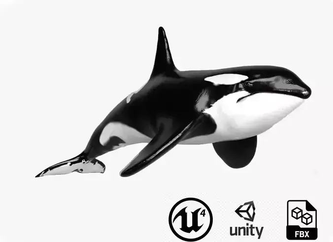 Killer Whale Model 17 Animations  Low-poly 3D model